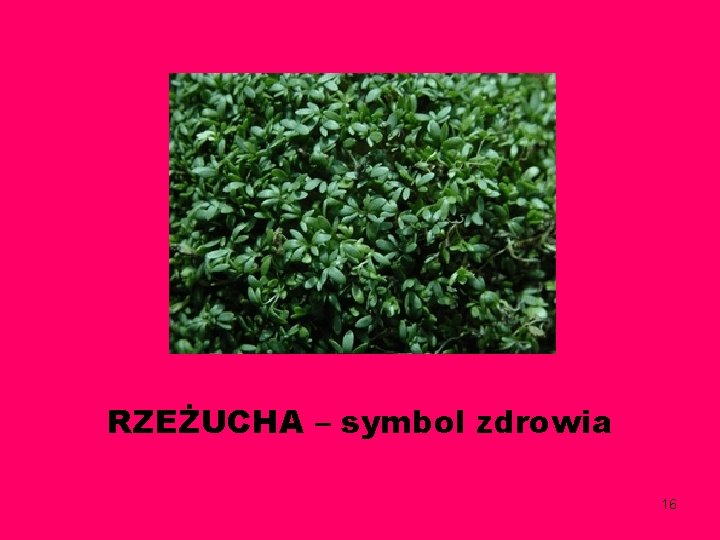 RZEŻUCHA – symbol zdrowia 16 