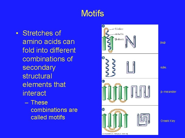 Motifs • Stretches of amino acids can fold into different combinations of secondary structural