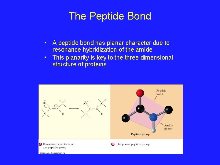 The Peptide Bond • A peptide bond has planar character due to resonance hybridization