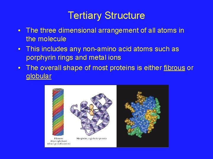 Tertiary Structure • The three dimensional arrangement of all atoms in the molecule •