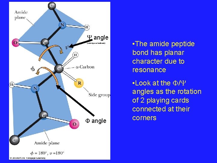  angle (note typo in textbook) angle • The amide peptide bond has planar