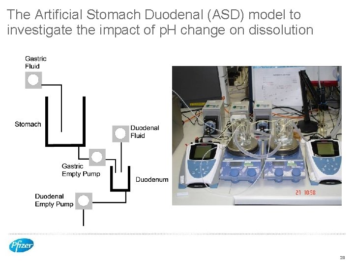 The Artificial Stomach Duodenal (ASD) model to investigate the impact of p. H change