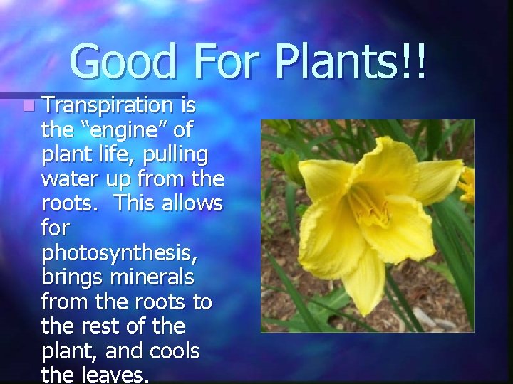 Good For Plants!! n Transpiration is the “engine” of plant life, pulling water up