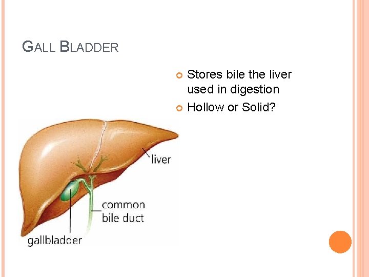 GALL BLADDER Stores bile the liver used in digestion Hollow or Solid? 