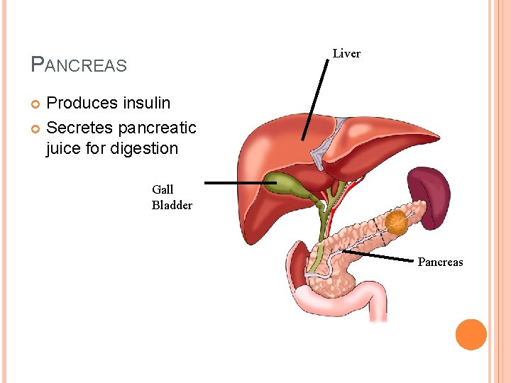 Liver PANCREAS Produces insulin Secretes pancreatic juice for digestion Gall Bladder Pancreas 