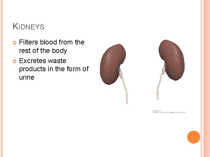 KIDNEYS Filters blood from the rest of the body Excretes waste products in the