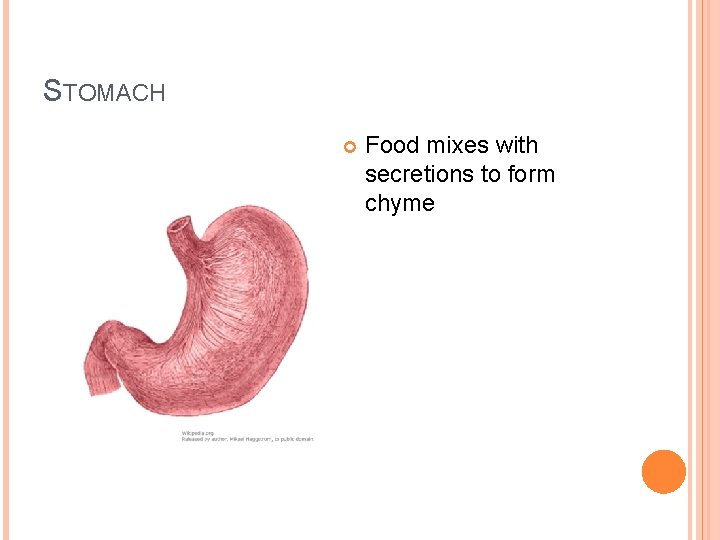 STOMACH Food mixes with secretions to form chyme 