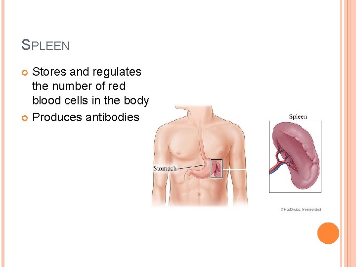 SPLEEN Stores and regulates the number of red blood cells in the body Produces
