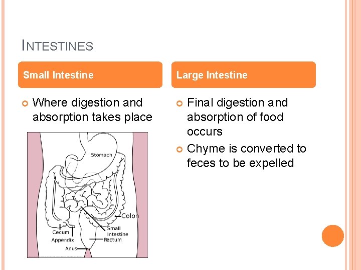 INTESTINES Small Intestine Where digestion and absorption takes place Large Intestine Final digestion and