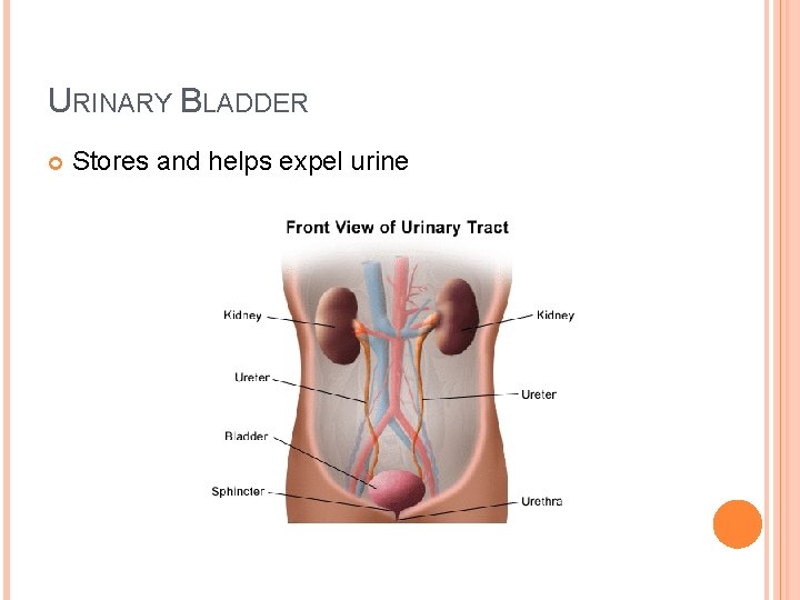 URINARY BLADDER Stores and helps expel urine 