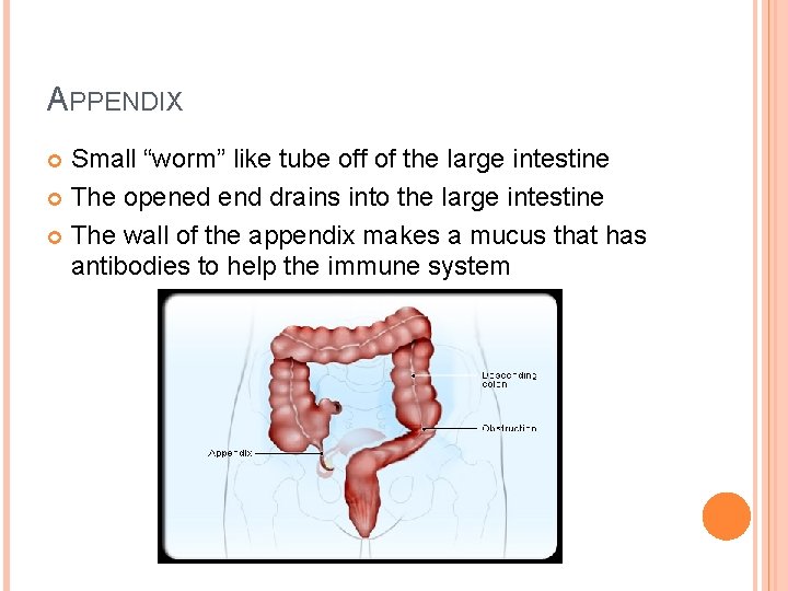 APPENDIX Small “worm” like tube off of the large intestine The opened end drains