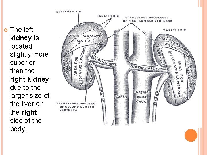  The left kidney is located slightly more superior than the right kidney due