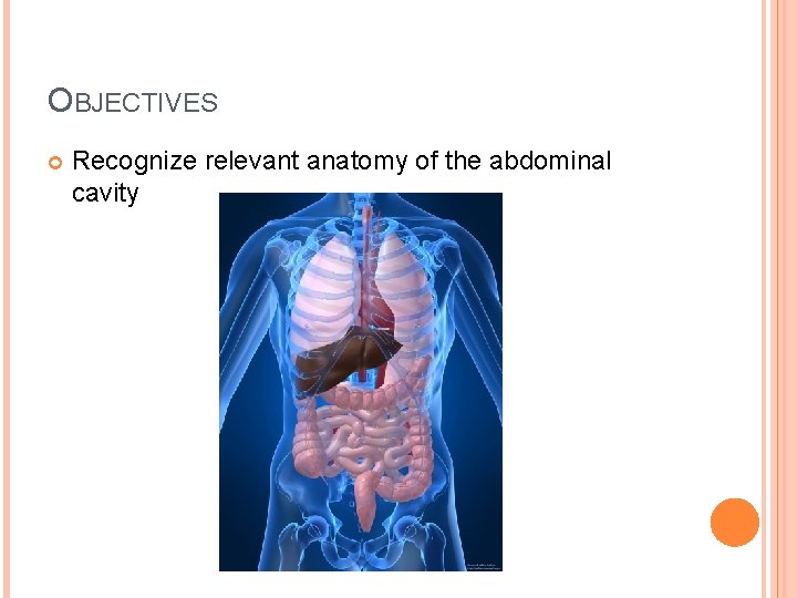 OBJECTIVES Recognize relevant anatomy of the abdominal cavity 