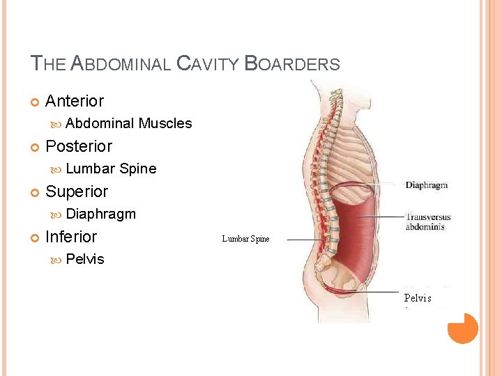 THE ABDOMINAL CAVITY BOARDERS Anterior Abdominal Posterior Lumbar Muscles Spine Superior Diaphragm Inferior Lumbar