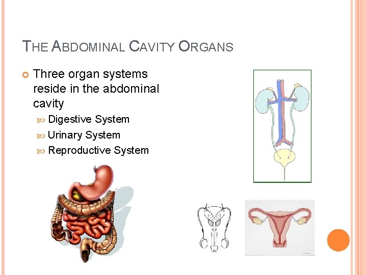 THE ABDOMINAL CAVITY ORGANS Three organ systems reside in the abdominal cavity Digestive System