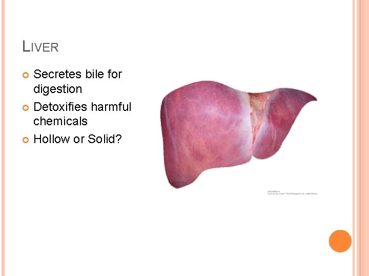 LIVER Secretes bile for digestion Detoxifies harmful chemicals Hollow or Solid? 