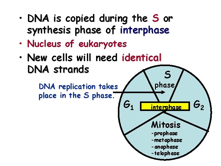  • DNA is copied during the S or synthesis phase of interphase •