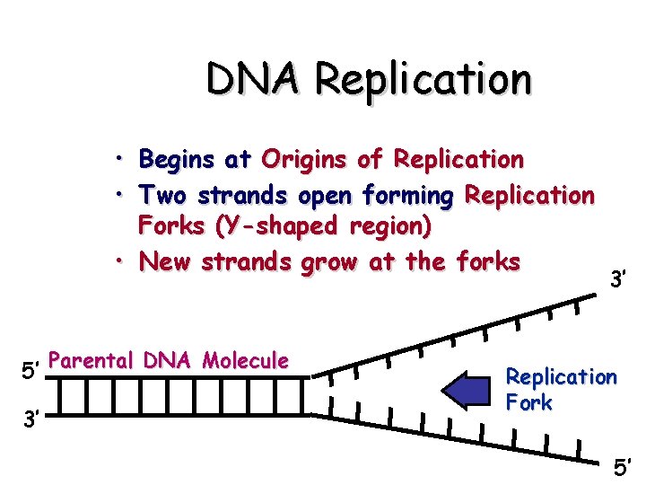 DNA Replication • Begins at Origins of Replication • Two strands open forming Replication