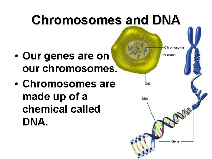 Chromosomes and DNA • Our genes are on our chromosomes. • Chromosomes are made