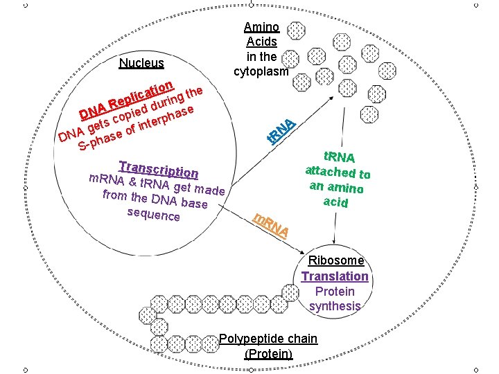 Amino Acids in the cytoplasm Nucleus on the i t a c epli during