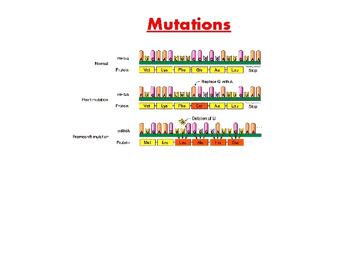 Mutations 