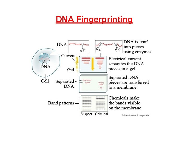 DNA Fingerprinting 