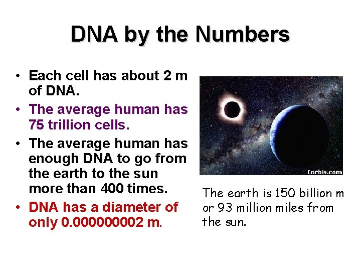 DNA by the Numbers • Each cell has about 2 m of DNA. •