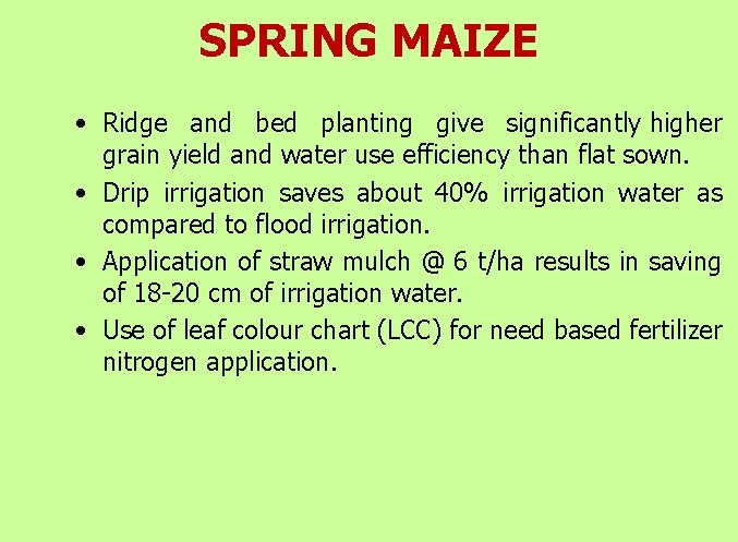 SPRING MAIZE • Ridge and bed planting give significantly higher grain yield and water