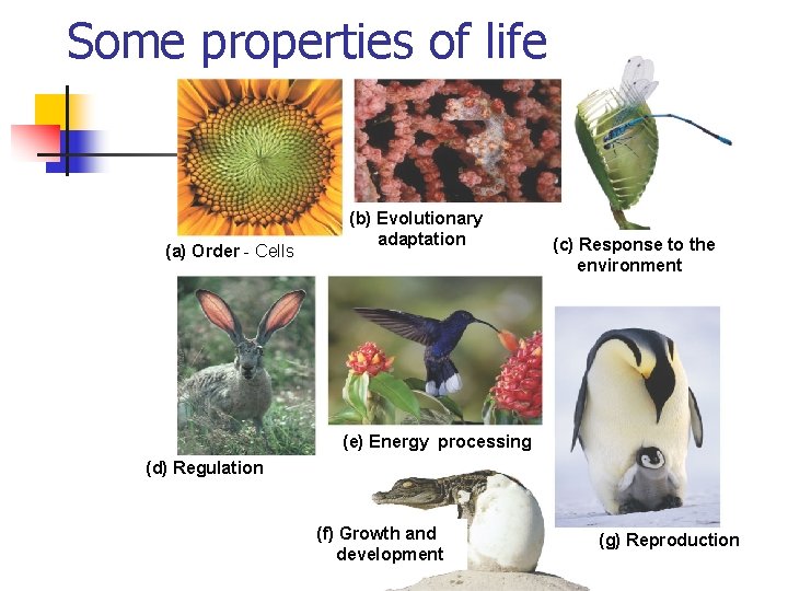 Some properties of life (a) Order - Cells (b) Evolutionary adaptation (c) Response to