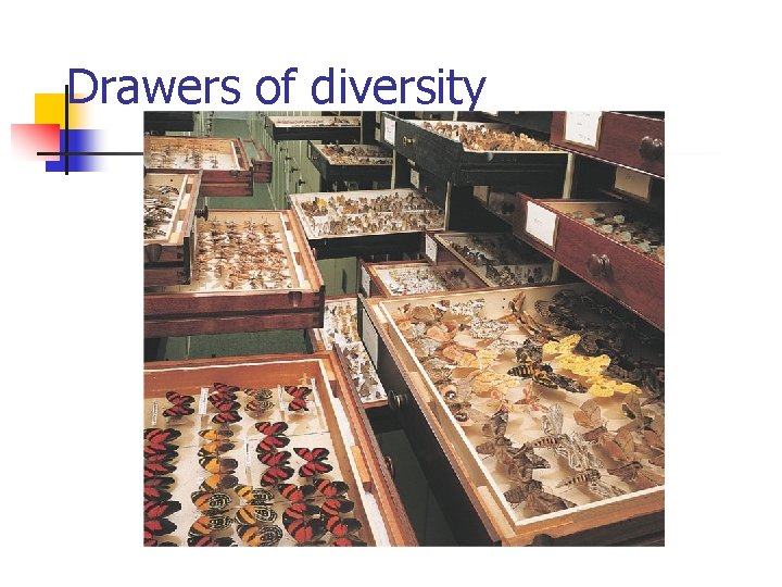 Drawers of diversity 