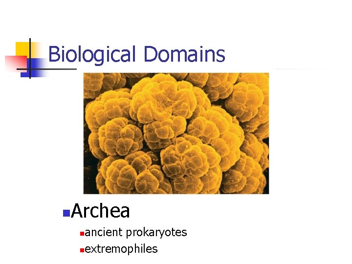 Biological Domains n Archea ancient prokaryotes nextremophiles n 