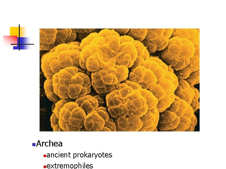 n Archea ancient prokaryotes nextremophiles n 