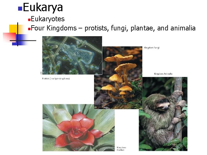 n Eukarya Eukaryotes n. Four Kingdoms – protists, fungi, plantae, and animalia n 