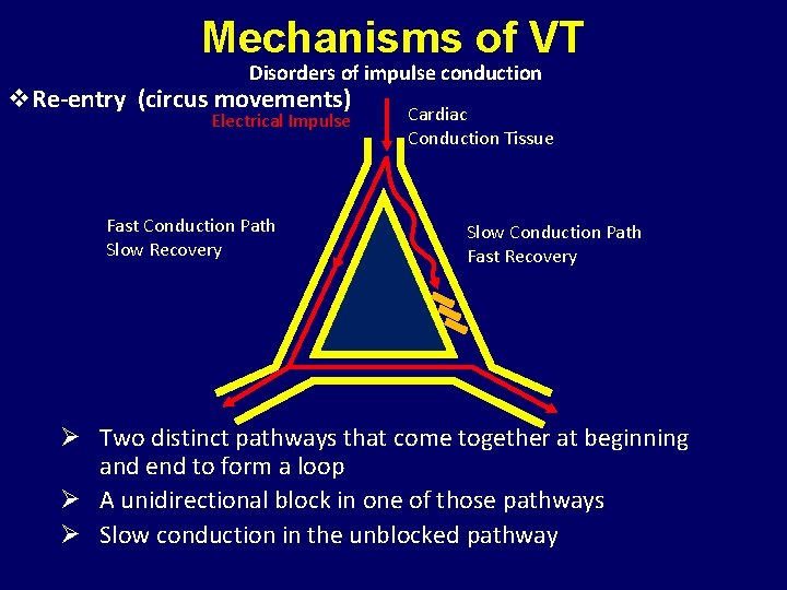 Mechanisms of VT Disorders of impulse conduction v. Re-entry (circus movements) Electrical Impulse Fast