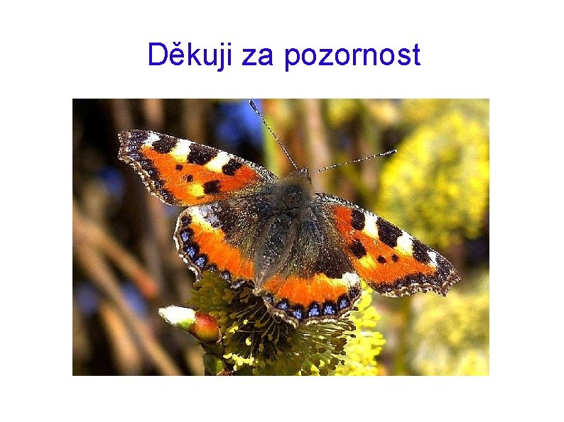 Děkuji za pozornost 