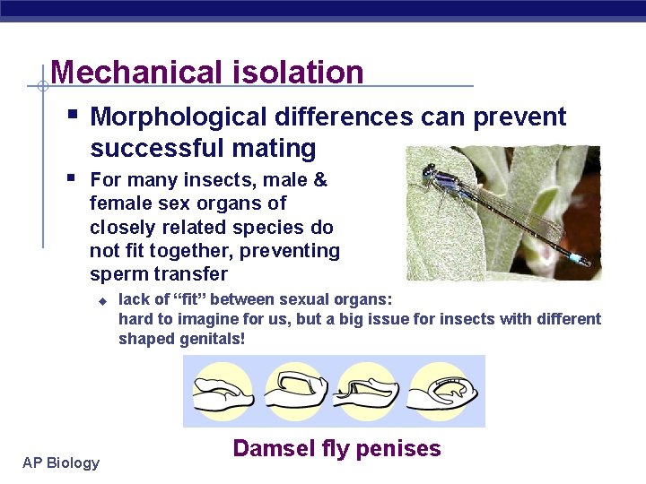 Mechanical isolation § Morphological differences can prevent successful mating § For many insects, male