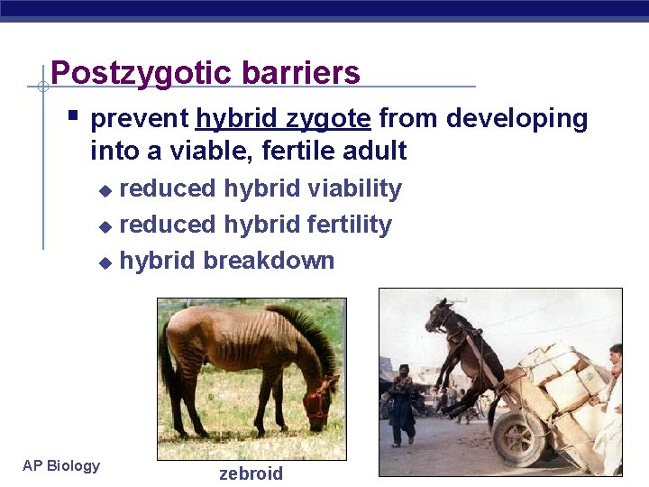 Postzygotic barriers § prevent hybrid zygote from developing into a viable, fertile adult reduced