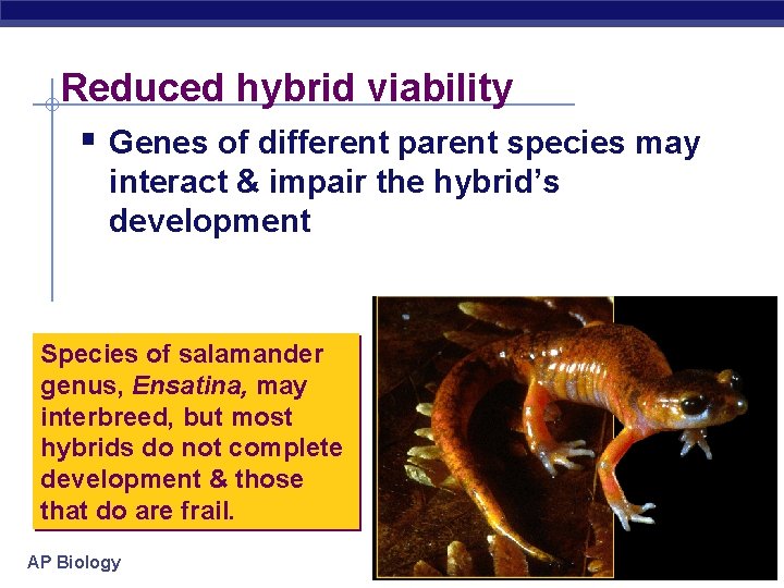 Reduced hybrid viability § Genes of different parent species may interact & impair the