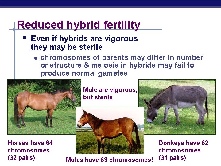 Reduced hybrid fertility § Even if hybrids are vigorous they may be sterile u