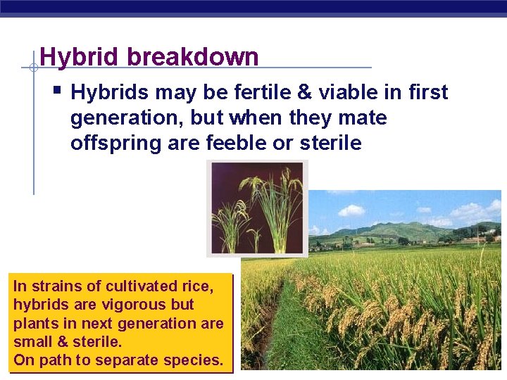Hybrid breakdown § Hybrids may be fertile & viable in first generation, but when