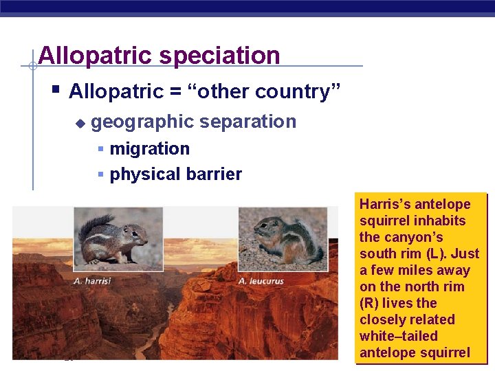 Allopatric speciation § Allopatric = “other country” u geographic separation § migration § physical
