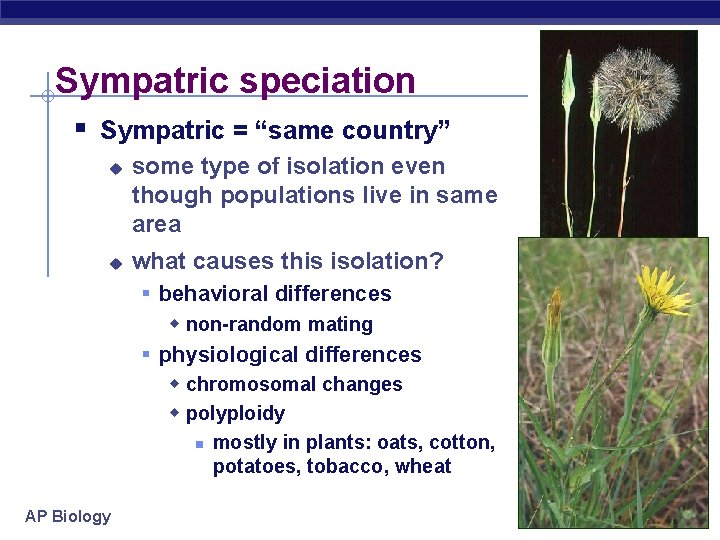 Sympatric speciation § Sympatric = “same country” u u some type of isolation even
