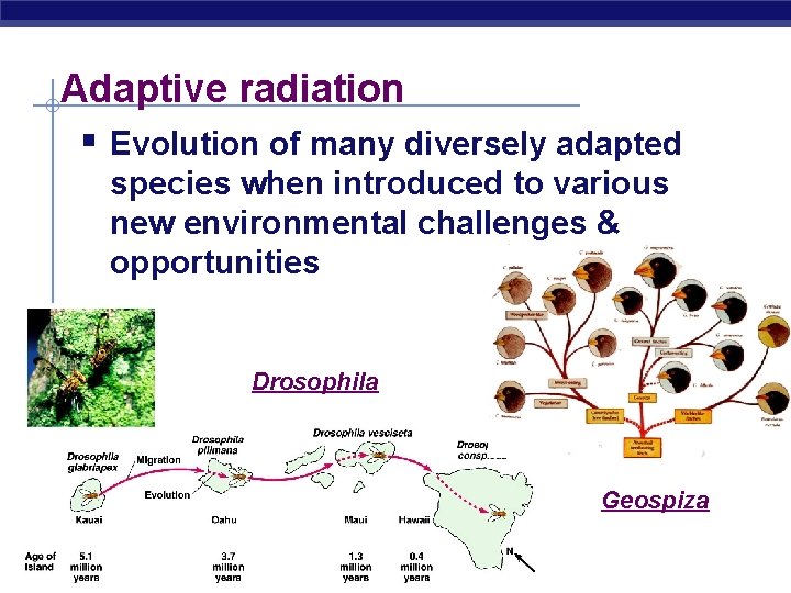 Adaptive radiation § Evolution of many diversely adapted species when introduced to various new