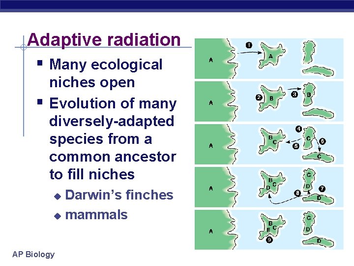 Adaptive radiation § Many ecological § niches open Evolution of many diversely-adapted species from