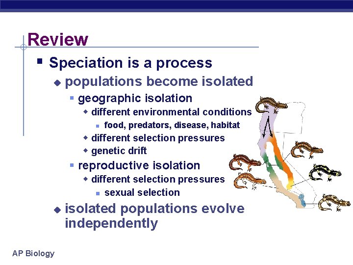 Review § Speciation is a process u populations become isolated § geographic isolation w
