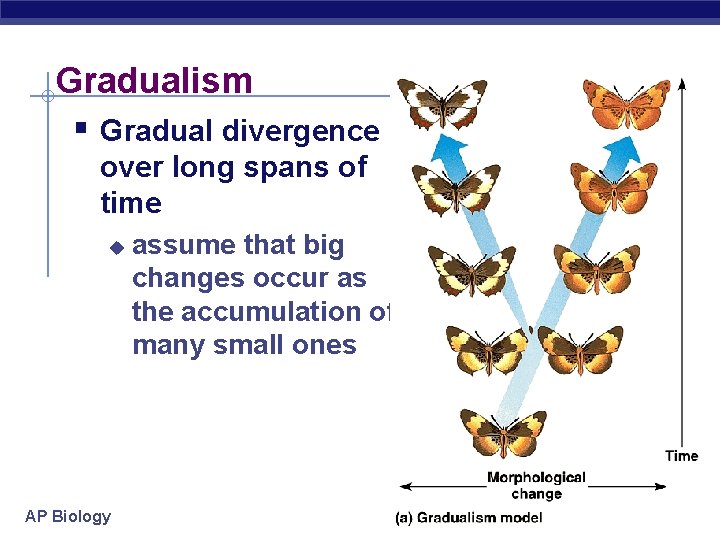 Gradualism § Gradual divergence over long spans of time u AP Biology assume that