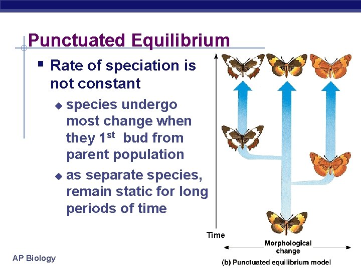 Punctuated Equilibrium § Rate of speciation is not constant species undergo most change when