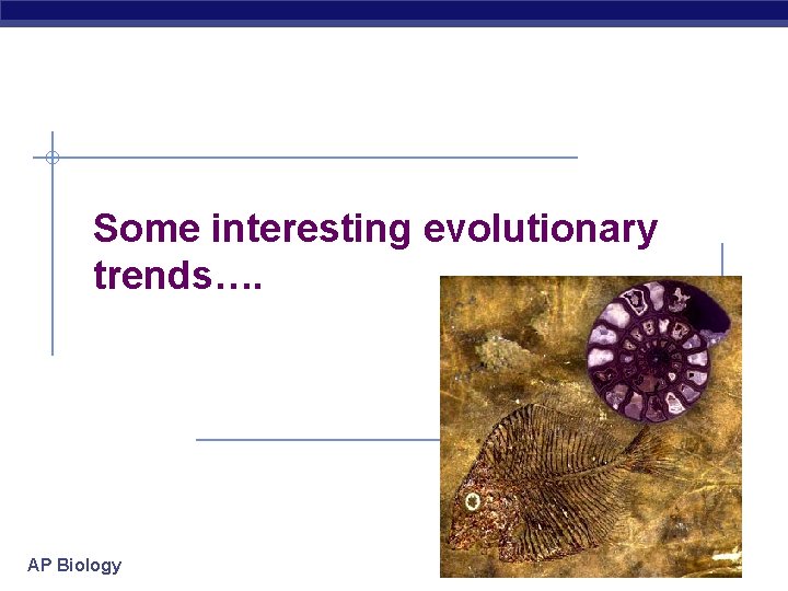 Some interesting evolutionary trends…. AP Biology 