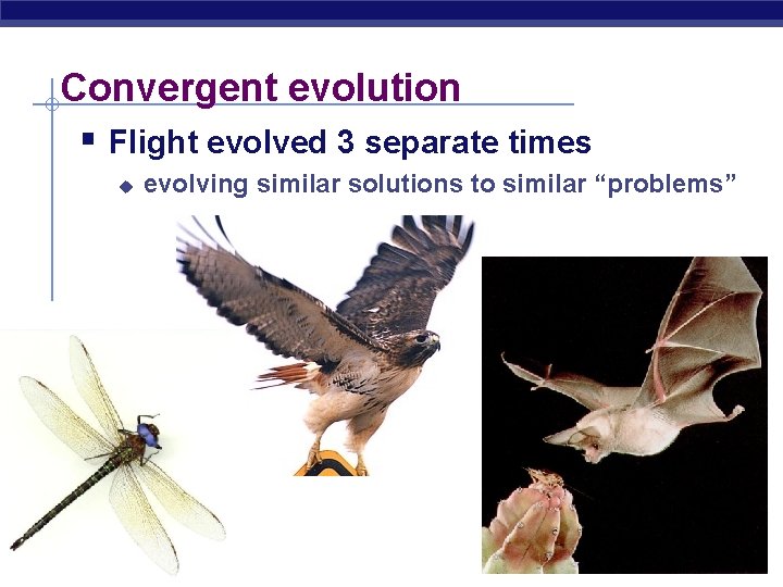 Convergent evolution § Flight evolved 3 separate times u AP Biology evolving similar solutions