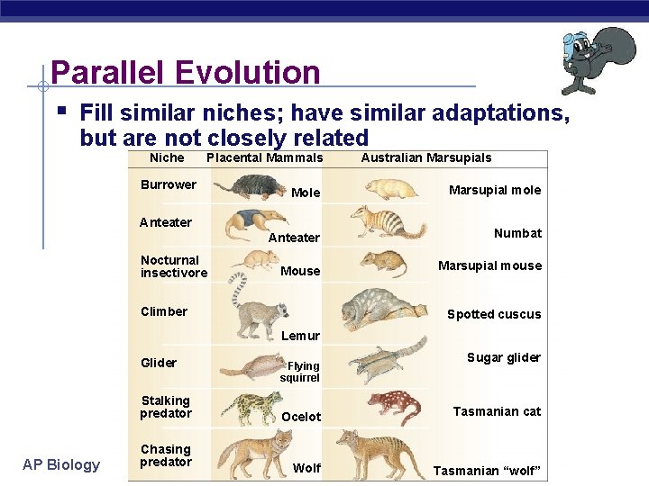 Parallel Evolution § Fill similar niches; have similar adaptations, but are not closely related